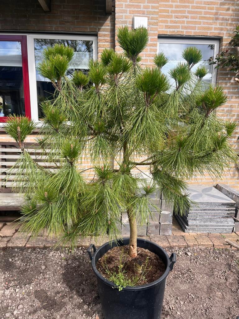Pinus sylvestris - Grove den in pot, Bloeit niet, Overige soorten, 100 tot 250 cm, Ophalen