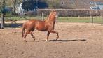 New Forest D-pony, Ruin, 3 tot 6 jaar, Met stamboom, Onbeleerd