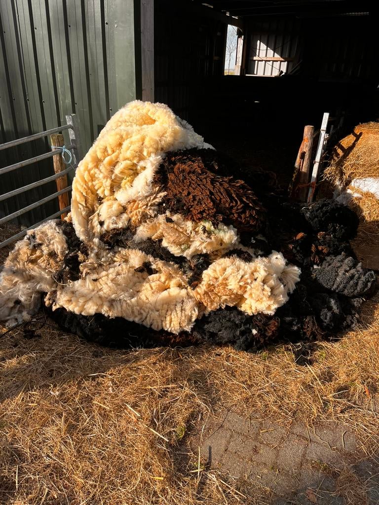 Schapenwol wol, Dieren en Toebehoren, Meerdere dieren, Schaap