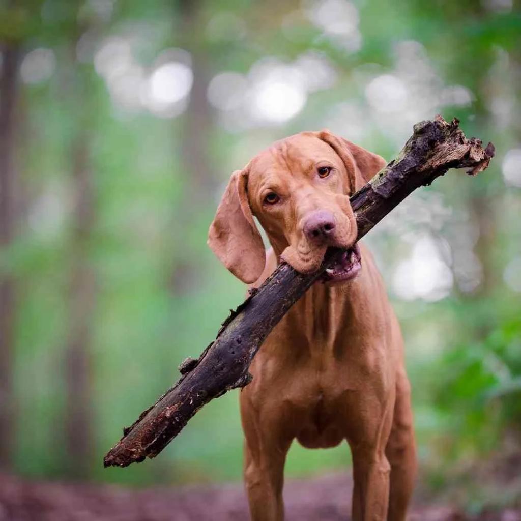 Gouden mandje aangeboden voor Vizsla, Reu, 1 tot 2 jaar, Eén hond, Nederland