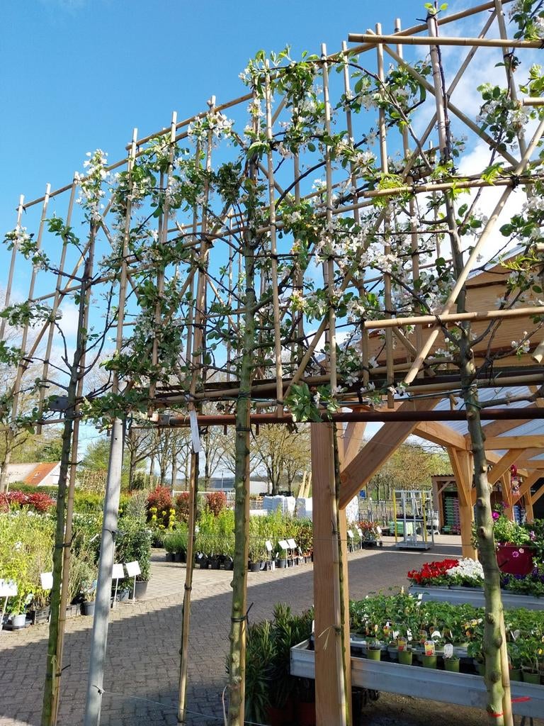 Sierappel leivorm, malus red sentinel, Ophalen, Lente, Volle zon, Overige soorten