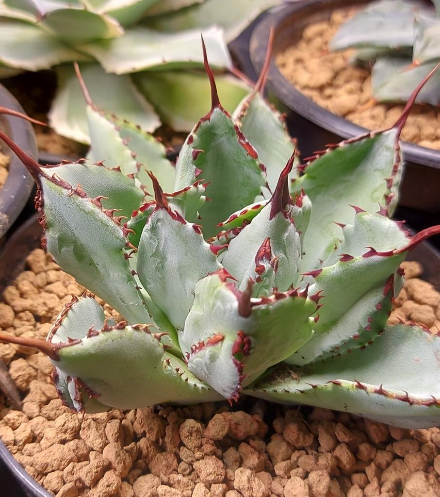 Agave Potatorum Cubic, Tuin en Terras, Ophalen of Verzenden, Vaste plant, Overige soorten, Volle zon