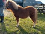 Shetlander Goed bewegende shetland 1 jarige, Dieren en Toebehoren, Pony's, Merrie, A pony (tot 1.17m), 0 tot 2 jaar