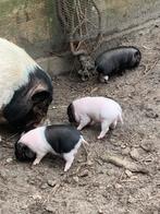 Super mooie mini varkens te koop, Meerdere dieren, Varken