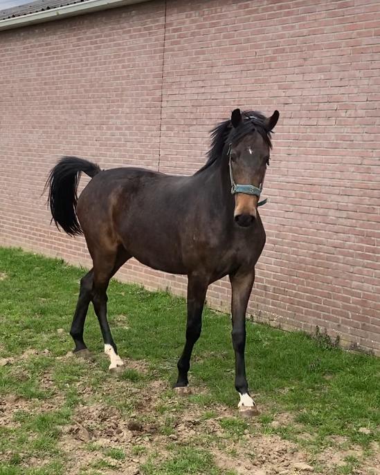 Te koop 2 jarige tuigpaard merrie, Dieren en Toebehoren, Merrie, Met stamboom, 0 tot 2 jaar, 160 tot 165 cm