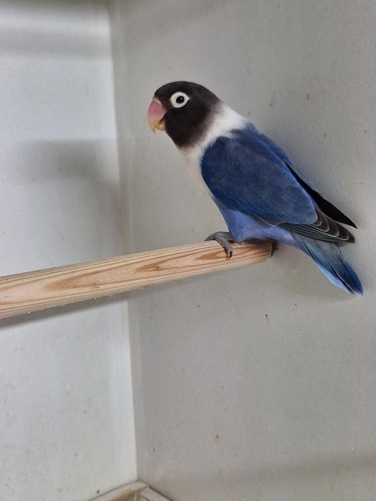 Agapornis Personata, Dieren en Toebehoren, Vogels | Parkieten en Papegaaien, Vrouwelijk, Dwergpapegaai of Agapornis, Geringd