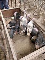 Kalkoenen, Dieren en Toebehoren, Pluimvee, Meerdere dieren, Kalkoen