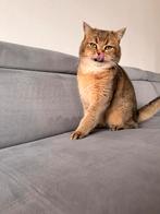 Dekkater ! Britsekorthaar golden., Kater