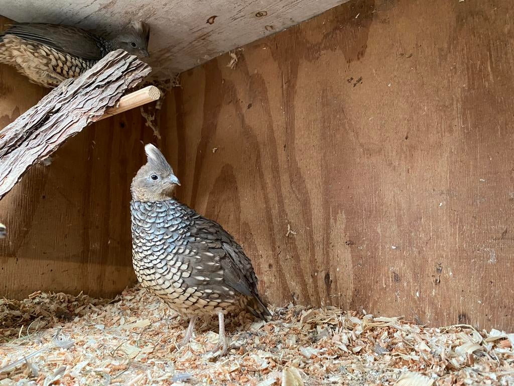 Broedeieren Blauwschubben Kuifkwartel, Geslacht onbekend