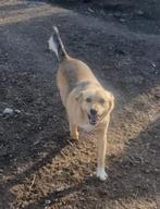 Suzy zoekt baasje, Dieren en Toebehoren, Honden | Niet-rashonden, Particulier, Buitenland, Teef, Parvo