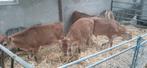 5 mooie jersey stier kalveren, Dieren en Toebehoren, Runderen, Meerdere dieren