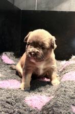 Franse bulldog pups, Nederland, 8 tot 15 weken, Parvo, Bulldog