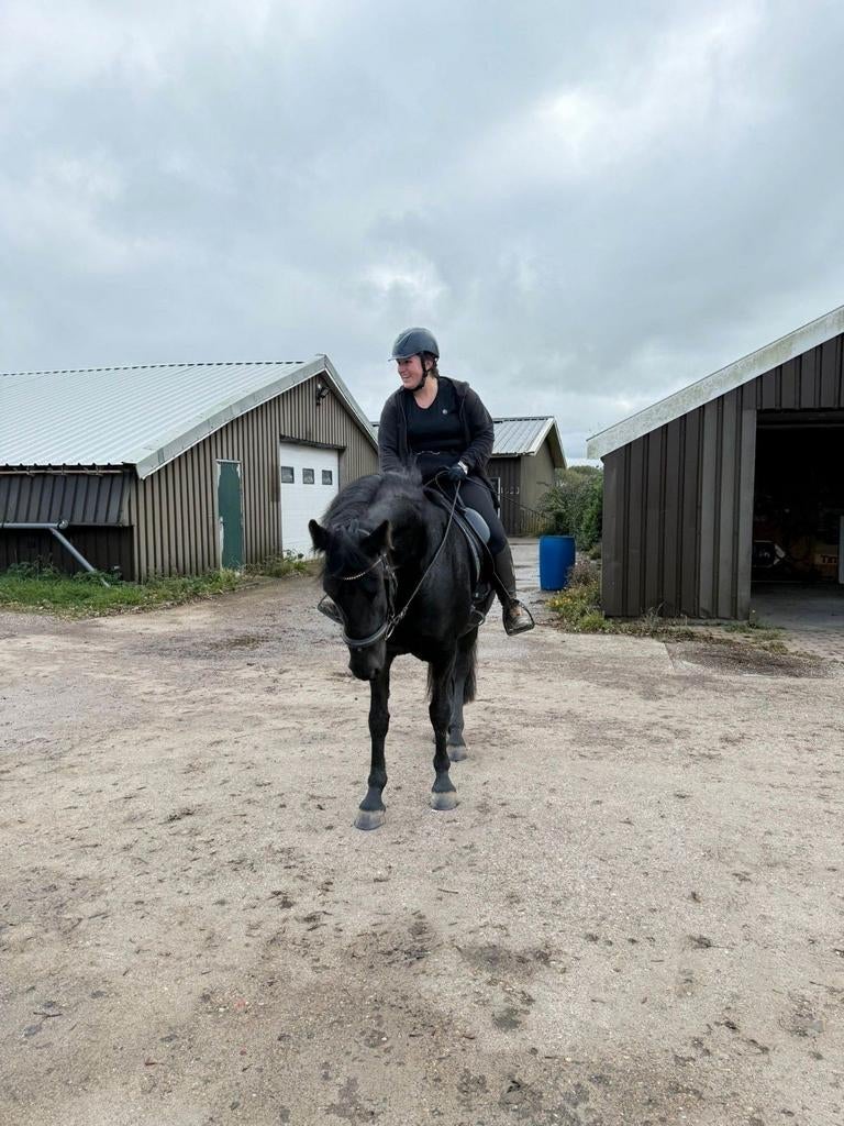 Gezocht bijrijdpaard,  bijrijder /verzorger aangeboden, Dieren en Toebehoren, Paarden en Pony's | Verzorgingsproducten, Ophalen of Verzenden