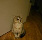 Te koop schattige poes Britse korthaar, Ophalen of Verzenden, Rechthoekig