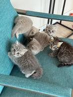 Britse korthaar x Ragdoll kittens, Dieren en Toebehoren, Katten en Kittens | Raskatten | Korthaar, Meerdere dieren, Ontwormd, 0 tot 2 jaar