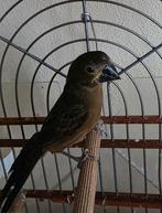 twatwa / twa twa jongeman aangeboden, Dieren en Toebehoren, Vogels | Overige Vogels, Mannelijk, Tropenvogel, Geringd