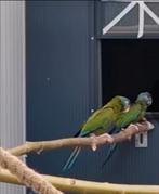 Te koop diverse kweekkoppels papegaaien of jong koppel, Meerdere dieren, Papegaai, Geringd