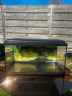 Aquarium zwart 54 L, 60x30x34 cm, Ophalen, Leeg aquarium
