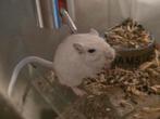Gerbils, Dieren en Toebehoren, Mannelijk, Mei, Overige typen, Tam