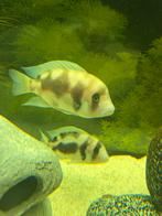 Koppel Frontosa Black Widow, Vis