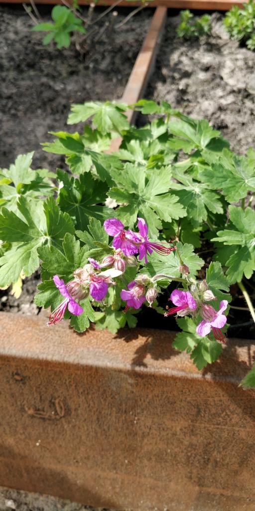 Ooievaarsbek - Geranium plant voor tuin en border, Tuin en Terras, Planten | Tuinplanten, Ophalen, Bodembedekkers, Vaste plant