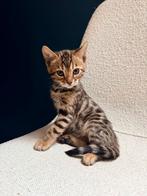 Bengaalse kittens, Meerdere dieren, Met stamboom, 0 tot 2 jaar