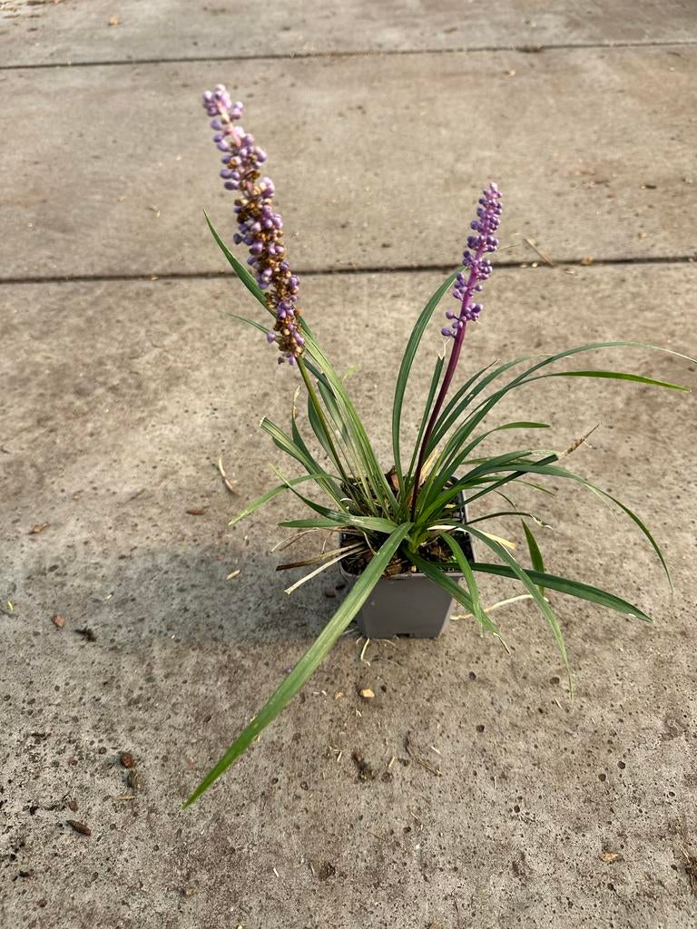 Liriope Moneymaker - Siergras met paarse bloemen, Vaste plant, Siergrassen, Ophalen of Verzenden, Halfschaduw