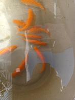 Goudwindes, Dieren en Toebehoren, Karper of Koi