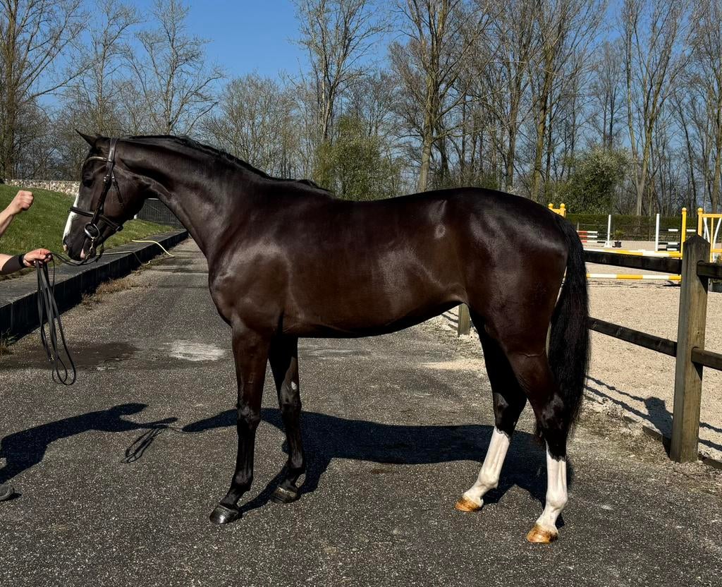 Spring/Eventing paarden!!!, Dieren en Toebehoren, Springpaard, Met stamboom, Zadelmak, Meerdere dieren