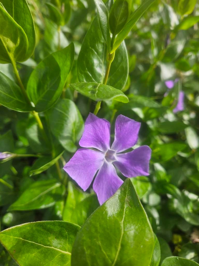 Onbespoten schaduw bio planten Vinca's Hyacinten, Ophalen, Volledige schaduw
