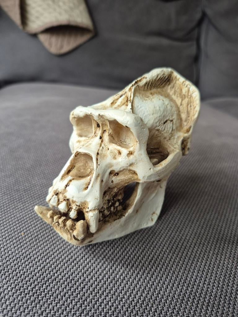 Gorilla schedel replica - decoratie, Ophalen of Verzenden