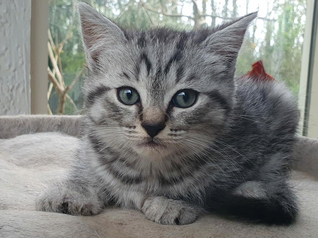 Brits korthaar x Maine Coon kitten kan het nest verlaten, Dieren en Toebehoren, Katten en Kittens | Raskatten | Korthaar, Kater
