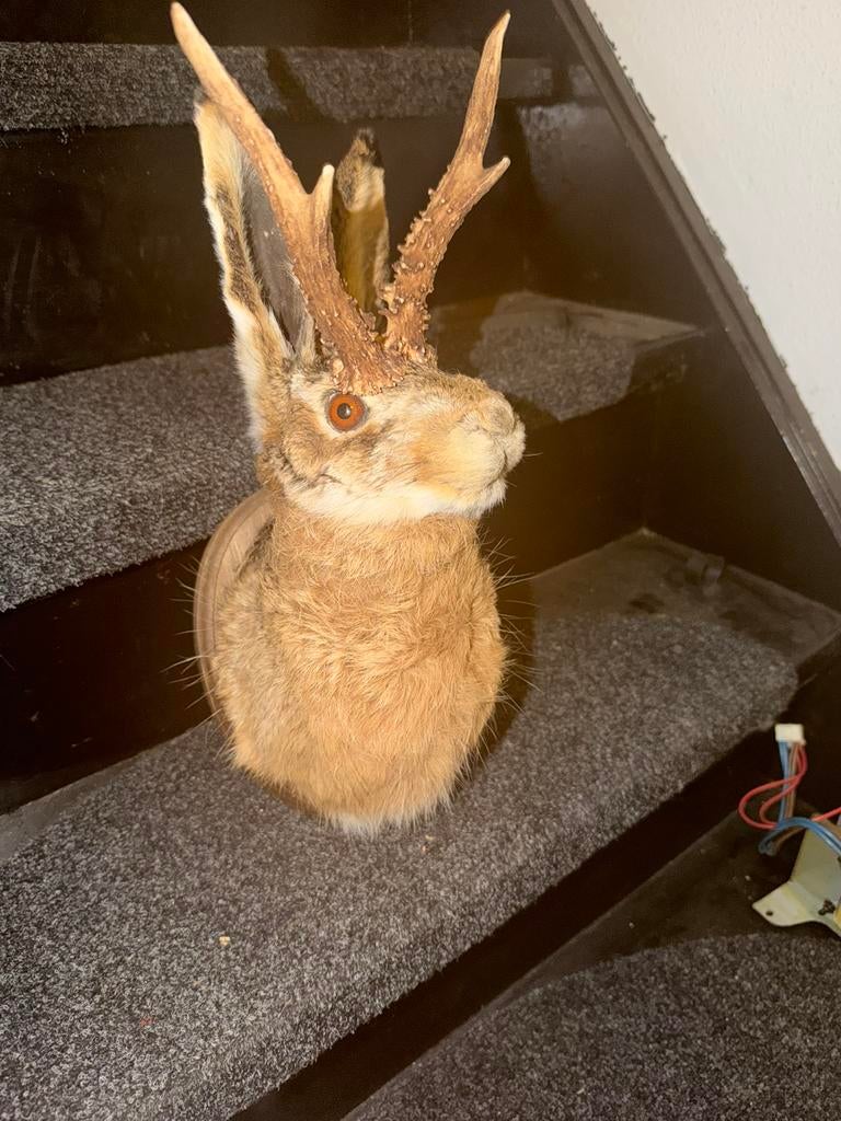 Splinter nieuw opgezette knert, Dieren en Toebehoren, Ophalen of Verzenden, Zo goed als nieuw