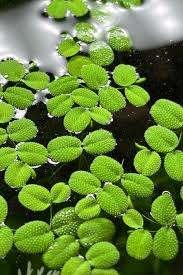Drijfplant Salvinia minima, Ophalen of Verzenden, Nieuw, Plant(en), Steen of Hout