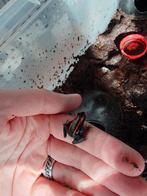 Phyllobates vittatus, Dieren en Toebehoren, Amfibie, 0 tot 2 jaar