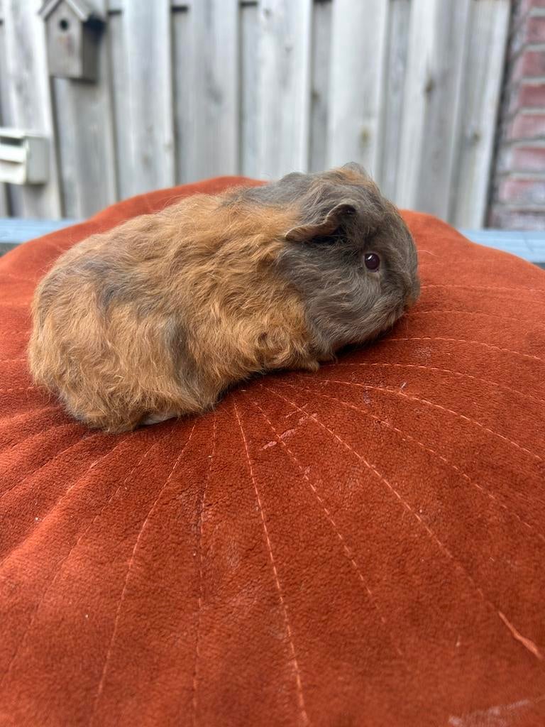 Heel mooi ch teddy zeugje, Dieren en Toebehoren, Knaagdieren, Vrouwelijk, Cavia, Maart