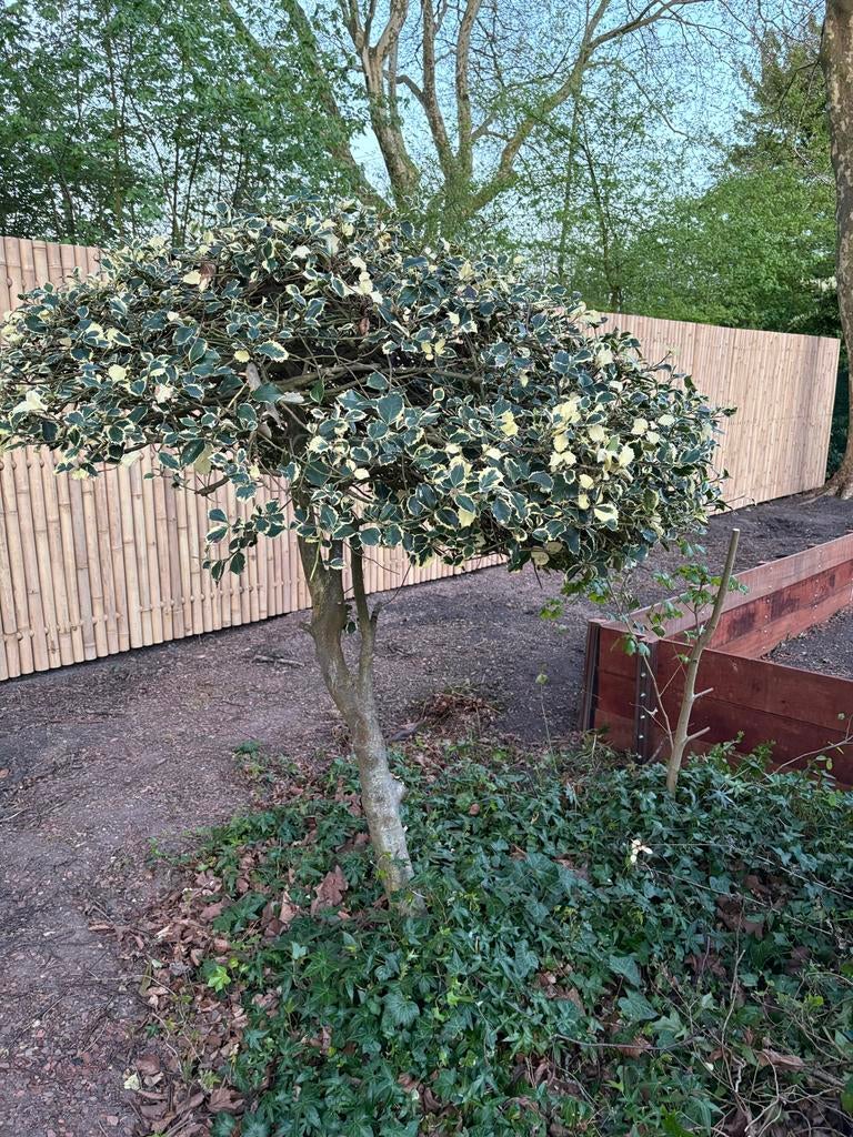 Gratis: Hulst op stam, Tuin en Terras, Planten | Bomen, Bloeit niet, Overige soorten, 100 tot 250 cm, Ophalen