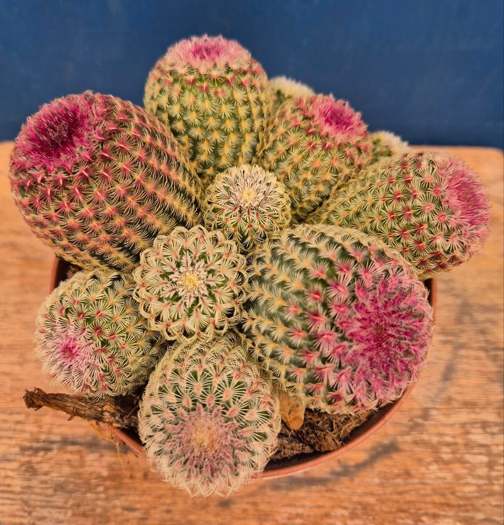 Cactus Cereus Echinocereus Rubrispinus p12, Ophalen of Verzenden, Cactus, Volle zon, Minder dan 100 cm