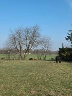 Pensionstal vrij voor shetlander., Dieren en Toebehoren, Stalling en Weidegang