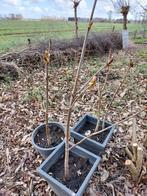 Jonge kastanje bomen totaal 8 stuks, Ophalen of Verzenden