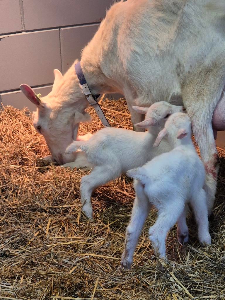 6 bokjes van witte melkgeiten, Dieren en Toebehoren, Schapen, Geiten en Varkens, Mannelijk, Geit
