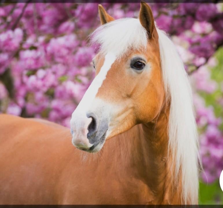 Leasepony of paard gezocht