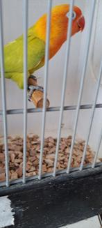 Agapornis Ficheri  jong voor tam, Geslacht onbekend, Dwergpapegaai of Agapornis, Tam