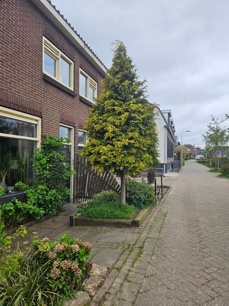 Conifeer gratis, Tuin en Terras, Planten | Bomen, Bloeit niet, Halfschaduw, 250 tot 400 cm, Overige soorten