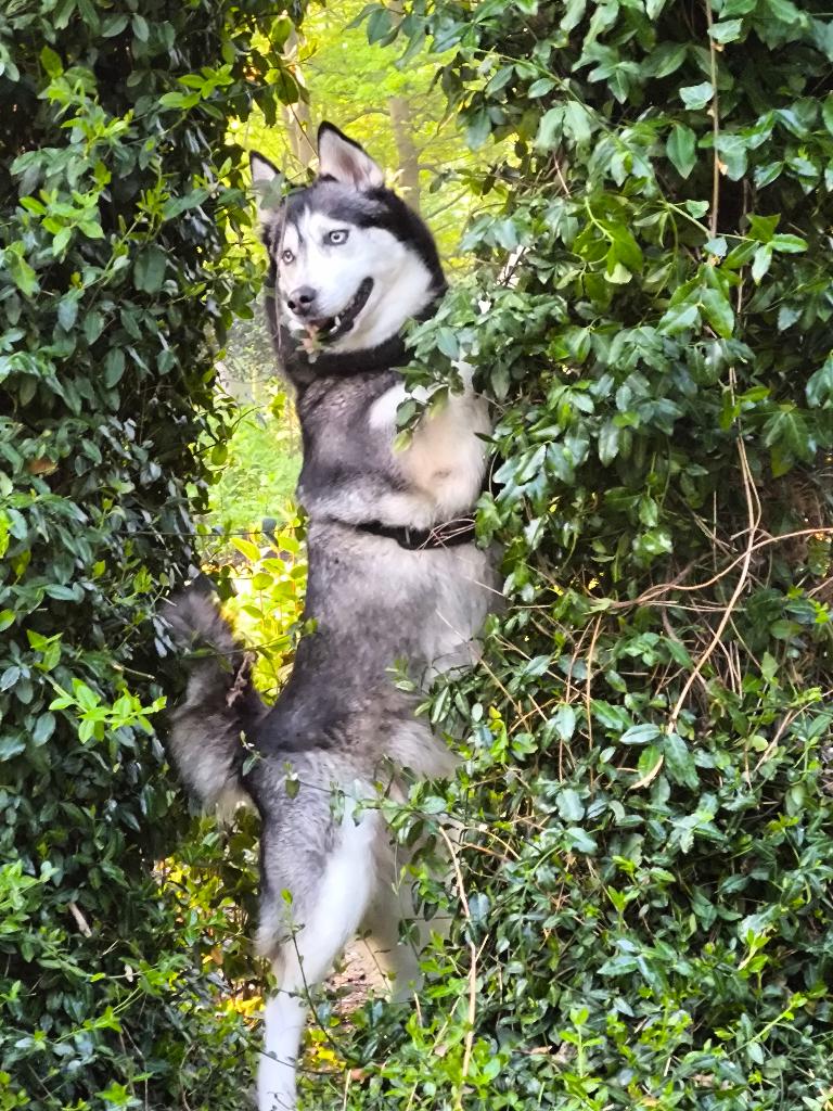 3 Husky Pups, Dieren en Toebehoren, 8 tot 15 weken, Poolhond, Meerdere, Meerdere dieren