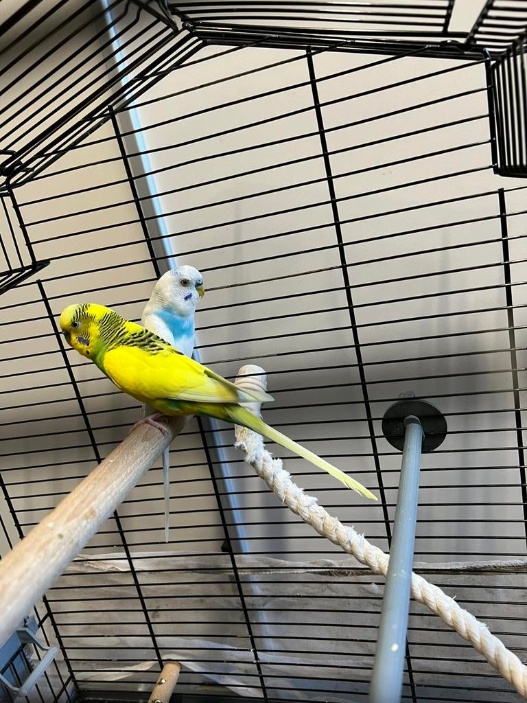 Grasparkieten l, Dieren en Toebehoren, Vogels | Parkieten en Papegaaien, Mannelijk, Parkiet