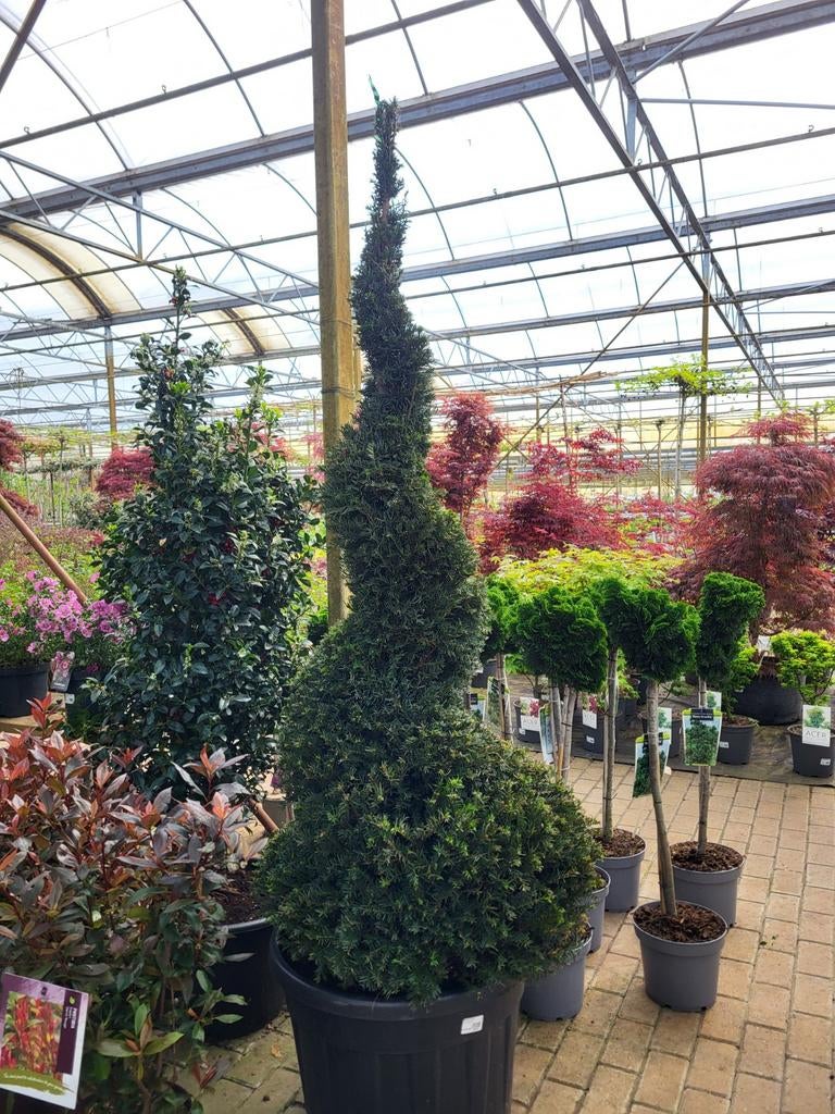 Taxus Baccata Spiraal 150-175 cm, Ophalen, Bloeit niet, Overige soorten, Volle zon