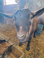 Te Koop 3 super mooie makke drachtige dwerg geiten, Vrouwelijk, Geit