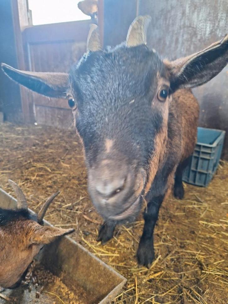 Te Koop 3 super mooie makke drachtige dwerg geiten, Dieren en Toebehoren, Schapen, Geiten en Varkens, Geit, Vrouwelijk