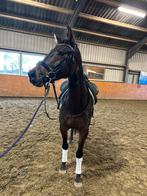TK 4jarige knappe merrie!, Dieren en Toebehoren, Paarden, Merrie, Dressuurpaard, 3 tot 6 jaar